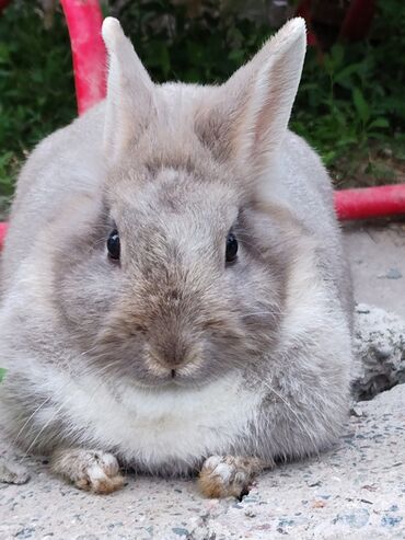 Декоративные кролики: Продается домашний кролик (девочка) + клетка в подарок