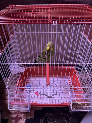 самые ручные попугаи: Волнистые попугайчики 🦜 Волнистые попугаи - лучшие птицы для дома, где