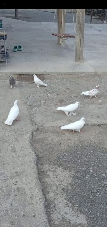 inək satşı: 8 qusdu biri 2 manatdi kom satilir qus Berdedededi
