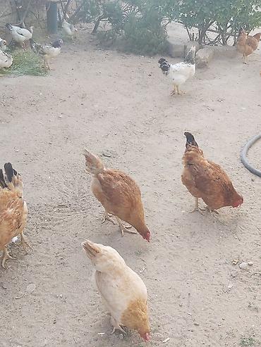 Təbii şəkildə həyətdə bəslənən ev toyuqları - Növlər: qarışıq yerli lalafo.az -da Təbii şəkildə həyətdə bəslənən ev toyuqları - Növlər: qarışıq yerli