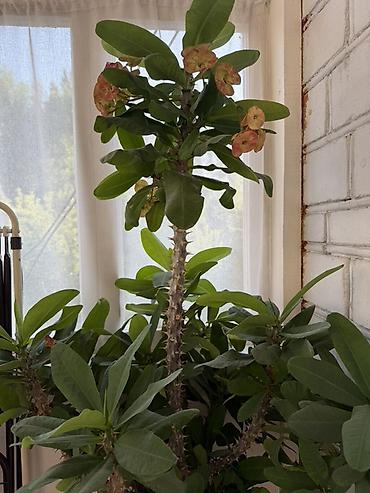 Молочаи: Молочай Милла (Euphorbia milii), крупный кустовой экземпляр в горшке — 1