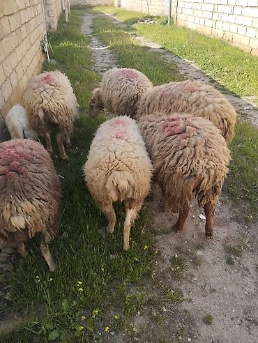 cuce satiwi: 6 ed damazlığa geden dişi toğlulat satılır 6 sı bir yerde satılır xaiş — 2