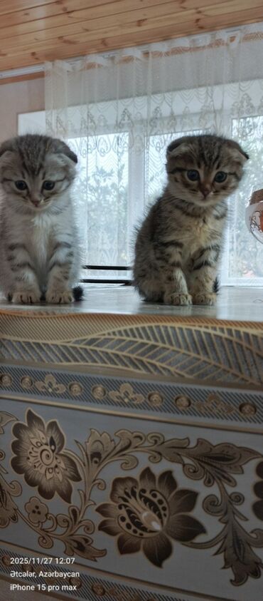 Pişiklər: Şotland — 2