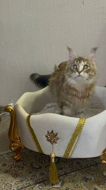 Коты: Очень красивые котята 24.02.2024. мама мейнкун, папа абиссинец