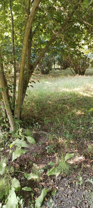 Torpaq sahələrinin satışı: 54 sot, Kənd təsərrüfatı, Kupça (Çıxarış) — 14