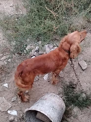 ingilis setteri it cinsinin digər adı nədir: Koker spaniyel — 2
