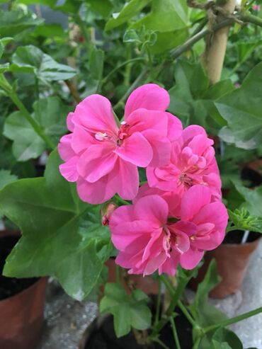 Другие комнатные растения: Пеларгония (плющелистная) — 21