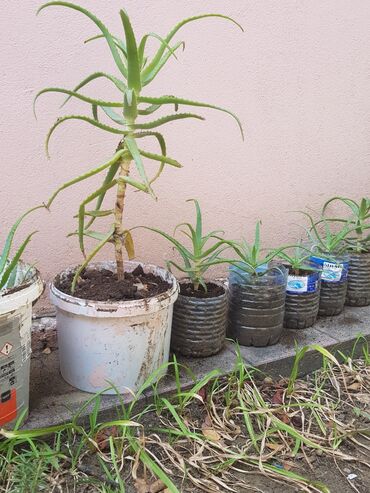 bitki dərmanları satışı: Aloe gülü. çoxillik dərman gülü. 50sm 2 ədəd,40sm,20sm və 10