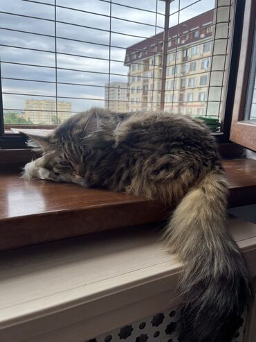 ветеринар на дом: Пушистая кошка Милка ищет новый дом. Очень нежная кошка