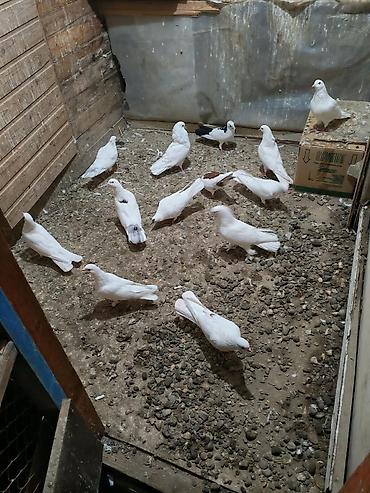 ekran ucun pisik sekilleri: Məhsul: Göyərçinlər (ev quşları) — 4