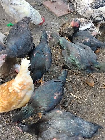 Другие с/х животные: Продаются сельскохозяйственные птицы смешанного поголовья для — 14