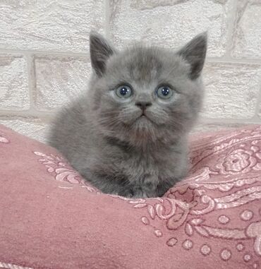 Pişiklər: Şotland yastı qulaq — 20