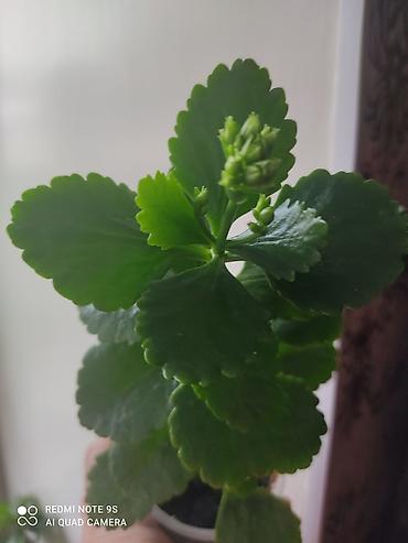 Другие товары для дома и сада: Продаю диффенбахии. Диффенбахия чистит воздух, помогая удалять из — 29