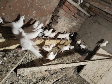 Göyərçinlər: Ağ rəng üstünlük təşkil edən ev göyərçinləri – dəst halında. - — 3