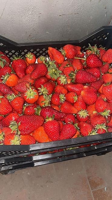 Клубника: Клубника — 3