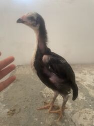 Digər quşlar: Şəkildəki heyvanlardan düşmə balalardı.ata hind.ana kötüyün — 10