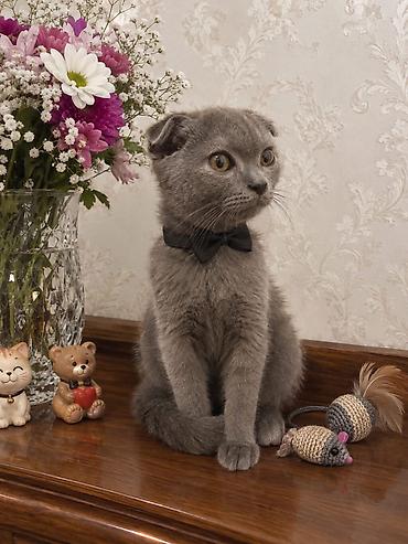 scottish fold qiymeti: Şotland — 1
