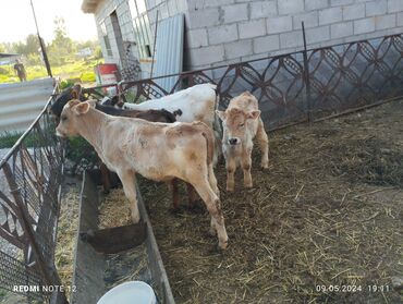 породистые коровы в бишкеке: Продаю | Тёлка, Музоо, торпок | Для разведения | Искусственник