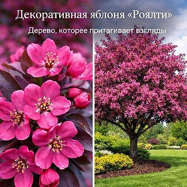 Другие садовые цветы и кустарники: Https://t.me/blooming_garden_kg Редкие и эффектные декоративные — 36