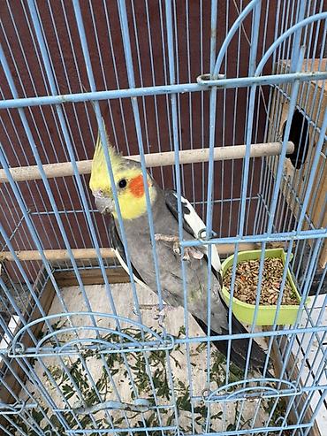 Qəfəslər: Nimfa (Cockatiel) cütlüyü + qəfəs - Növ: Nimfa papağanı (Cockatiel) — 3