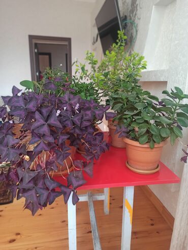 Otaq bitkiləri: Satılır: ev otaq gülləri kolleksiyası - Sansevieriya (Qaynanadili) – — 3