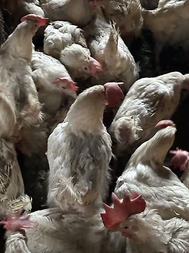 Птицы: Продаю несушек 300 голов 
1,5 года — 8