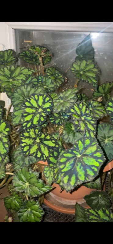 Otaq bitkiləri: Beqonya yarpaqlari koklu biri 1 azn. Minimum 5 ede satilir. Catdirilma — 10