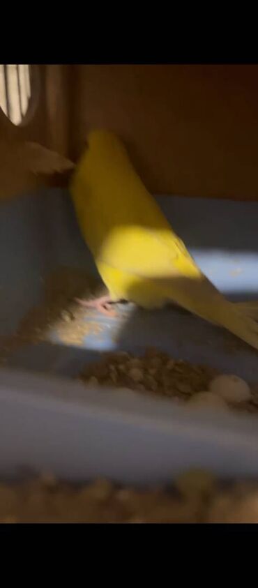 Tutuquşları: Hazır Cutlerdir hamısının altında bala ve yumurtaları var 9qusdur — 5