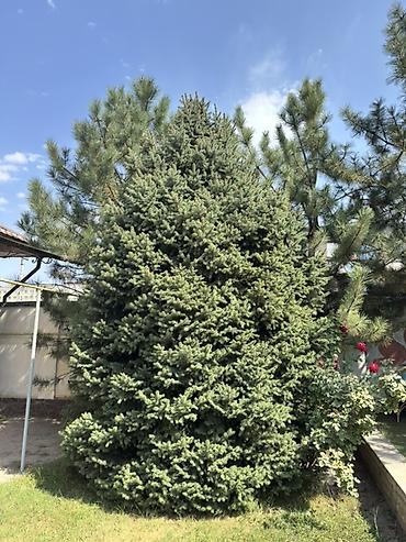 новогод: Ель голубая (Picea pungens), крупномерные деревья для сада и — 2