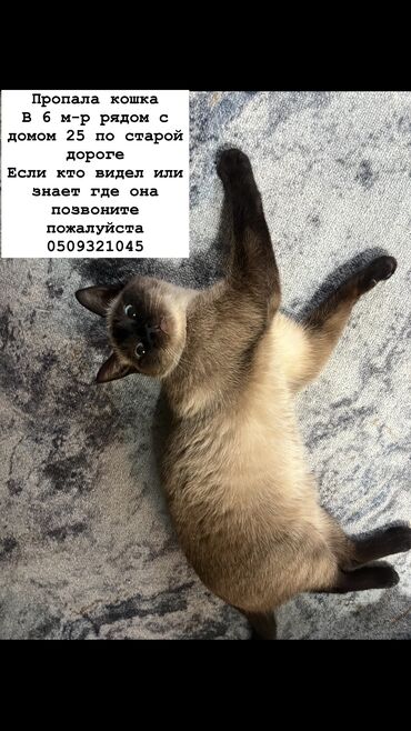 купить кота в бишкеке: Пропала : Сиамская, Девочка