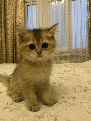 ağ pişik satışı: Qızıl şinşilla, Erkək, Yaxşı əllərə, Ünvandan götürmə, Ödənişli çatdırılma