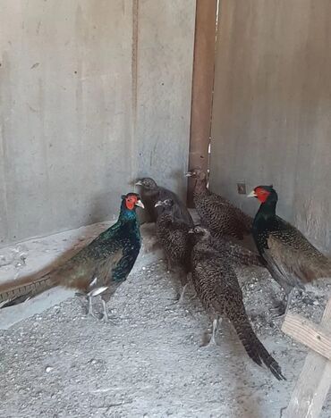 канарейка птица: Куплю фазанов простых