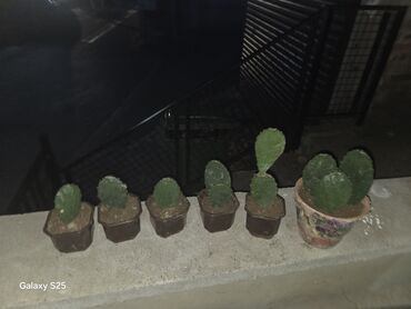 Aksesoari za kosu: Ukrasni leptir šnala – roze - Dekorativni leptir u intenzivnoj roze — 5