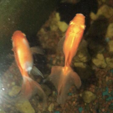 Рыбы: ЗОЛОТЫЕ РЫБКИ 

5-8 сантиметров 
150 сом одна рыбка
р. Ново-Покровка — 3