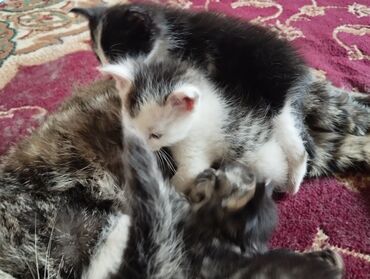 котята каракол: Кошка даром: Беспородная, 1 месяц, Мальчик