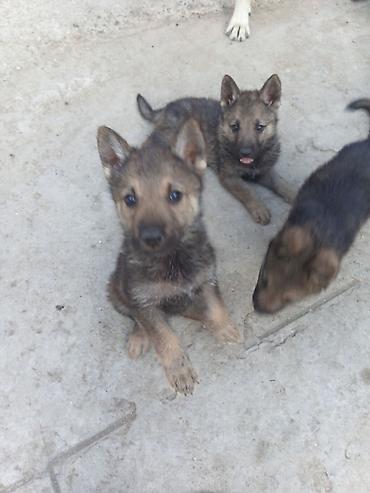dog argentinian: 1 ay, Erkək, Ödənişli çatdırılma — 3