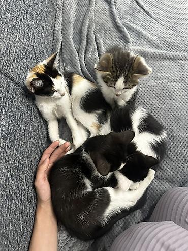 сайт животных: Котята – домашние, ручные, игривые Описание: - Помёт из нескольких — 1