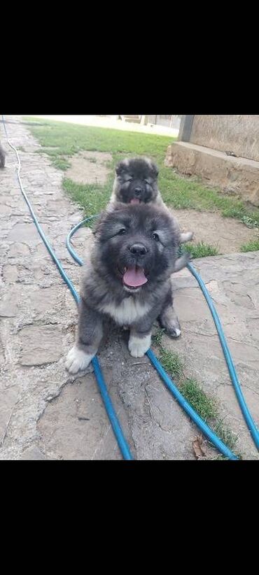 Psi: Kavkaski ovcari, štenci na prodaju stari 2 meseca slobodni za na lalafo.rs — 2 Psi: Kavkaski ovcari, štenci na prodaju stari 2 meseca slobodni za — 2