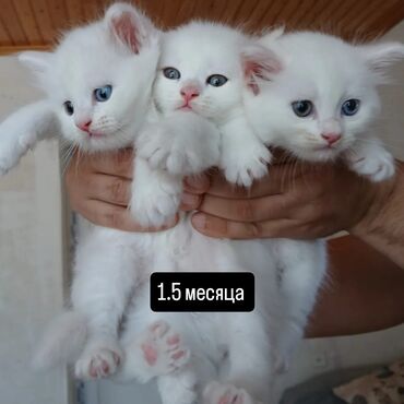 mingəcevir pişik: Erkək, Dişi