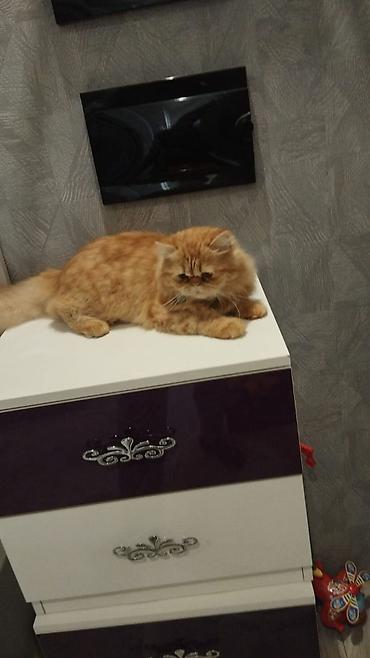pisi: 7aylıqdır. Erkek Perv cinsidir. Peyvendleri olunub. Agilli mehriban — 3
