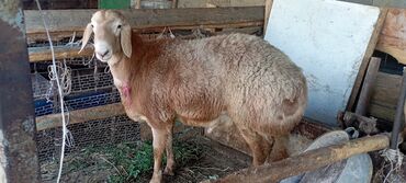уход за животными: Кочкор сатылат Оргочордо 50000мин 7айлык козу