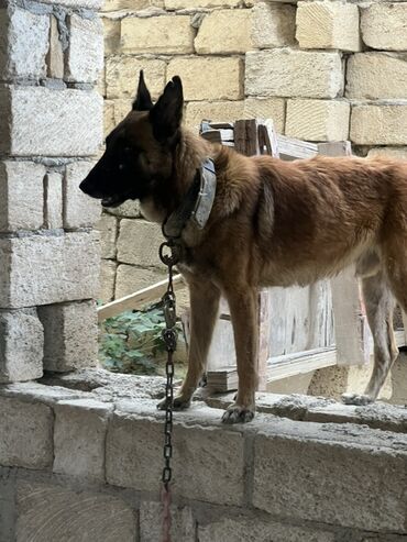 İtlər: Belçika çoban iti, 2 il, Erkek, Peyvəndli — 16