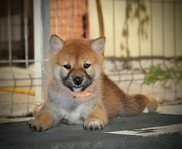 obuca ps: Odgajivačnica 'Kami's little fellows' predstavlja vrhunsko leglo Shiba — 5