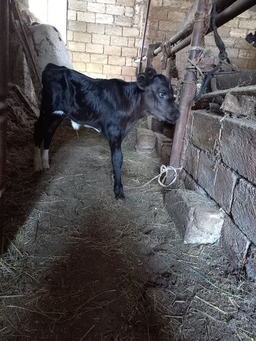 cins pişik satışı: Dişi, il: 1, Damazlıq