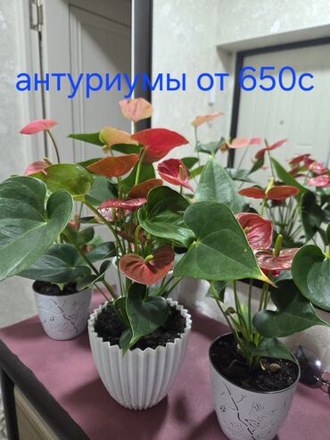 офисные растения: Фикус эластика (Ficus elastica,антуриумы и много других цветов