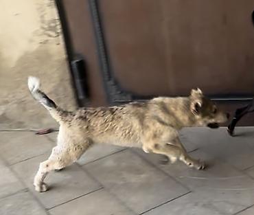 pidbul balasi: Kanqal, 3 ay, Erkək — 3