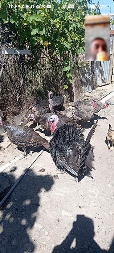 yem çeken: Qazaxımsı rəngli hinduşka sürüsü - Növ: hinduşka (erkək və dişi — 1