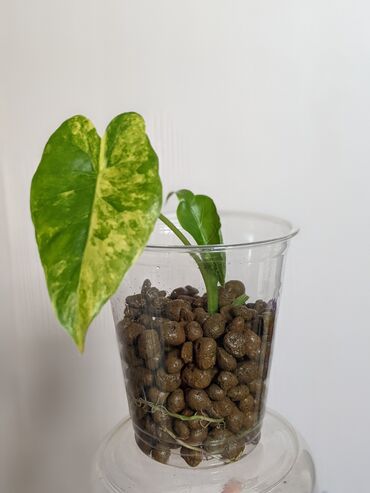 Другие комнатные растения: Алоказия Гагеана ореа вариегата (детка)
1000 сом