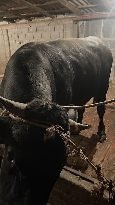 Коровы, быки: Продаю | Бык (самец) — 12