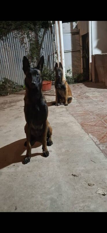 İtlər: Belçika çoban iti, Dişi, Peyvəndli — 2